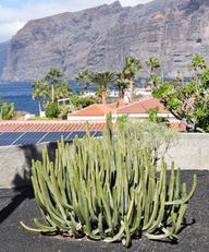 Ceropegia dichotoma plant in a small garden with a backdrop of the sea