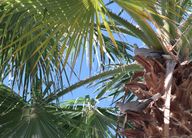 Two eurasian collared doves perched on the trunk of a palm tree