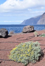 A gray lavender cotton bush with yellow flowers against a backdrop of the sea