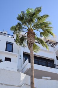 A palm tree in front of a white apartment building
