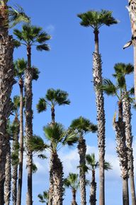 Tall fan palm trees against a blue sky
