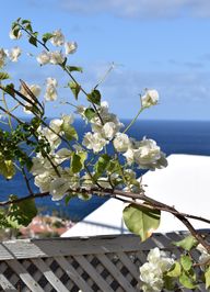 White bougainvillea flowers with the blue sea in the background